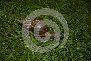 Large slow snail crawling on the grass.