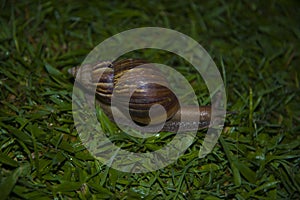 Large slow snail crawling on the grass.