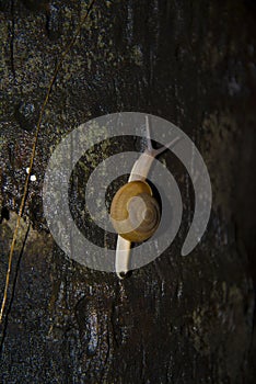Large slow snail crawling on the tree.