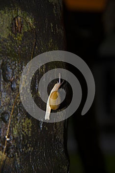 Large slow snail crawling on the tree.