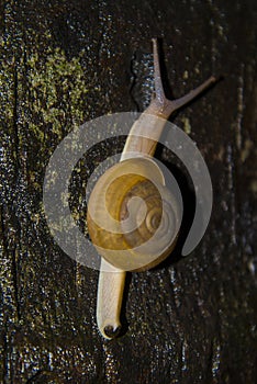 Large slow snail crawling on the tree.
