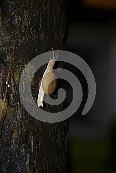 Large slow snail crawling on the tree.