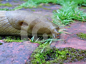 Large slug