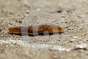 A large slug crawls along the asphalt, close-up. Large snail without shell. Selective focus.