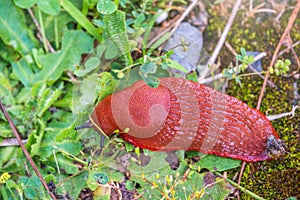 A large slug crawls on moss and grass