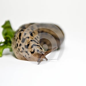 Large Slug: gastropod mollusk photo