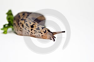 Large Slug: gastropod mollusk photo