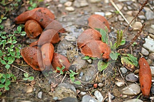 Large slugs of orange color. Red slugs.