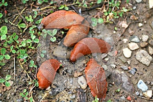 Large slugs of orange color. Red slugs.