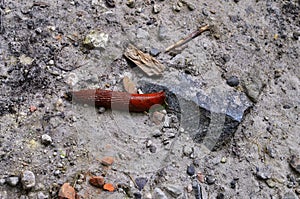 Large slugs of orange color. Red slugs