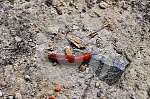 Large slugs of orange color. Red slugs