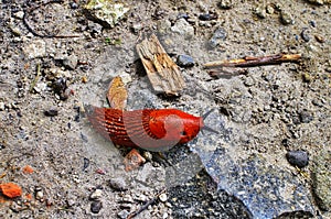 Large slugs of orange color. Red slugs