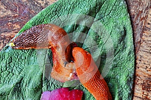 Large slugs of orange color. Red slugs