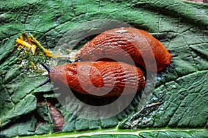 Large slugs of orange color. Red slugs