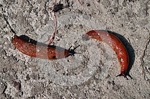 Large slugs of orange color. Red slugs