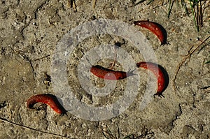 Large slugs of orange color. Red slugs