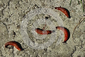 Large slugs of orange color. Red slugs