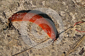 Large slugs of orange color. Red slugs