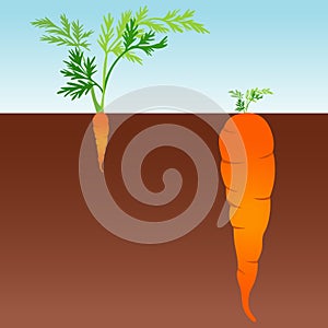 Large and small carrot