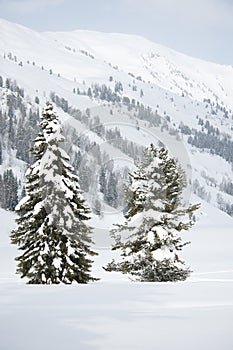 Large and small fir trees covered with snow