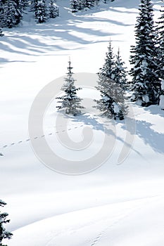 Large and small fir trees covered with snow animal tracks