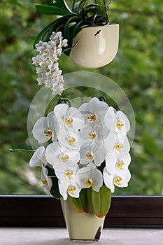 Large and small flowering white phalaenopsis orchids in pots on the window