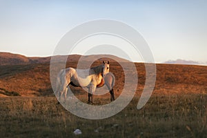 Large and small horses on the mountain, mare and foal