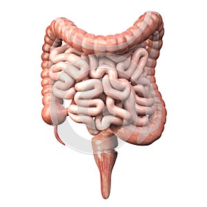 Large and small Intestineisolated on white. Human digestive system anatomy. Gastrointestinal tract