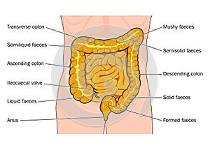 Large and small intestines photo