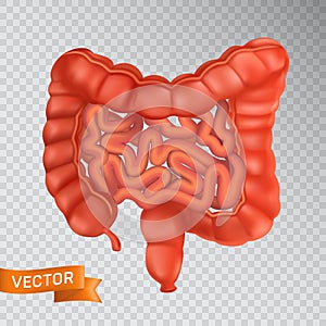 Large and small intestines close-up, front view. Medical concept of a healthy internal organ. 3D vector illustration of a human