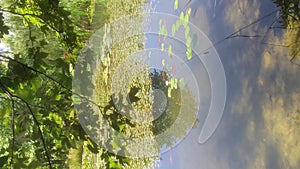 Large and small red Japanese carp swim in a pond overgrown with algae.