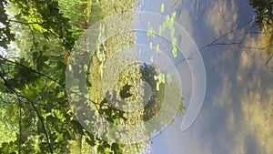 Large and small red Japanese carp swim in a pond overgrown with algae.