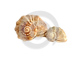 Large and small sea shells in the shape of a spiral