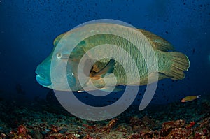 Large and small sizes in the Labridae family: a Humphead Wrasse and a Moon Wrasse