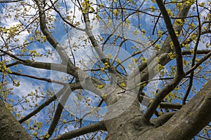 Large smooth bark tree with spring green leaves