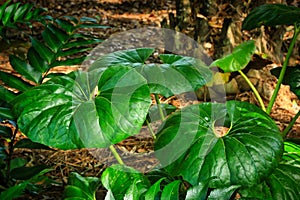 Large smooth green leaves Hilton head Island South Carolina