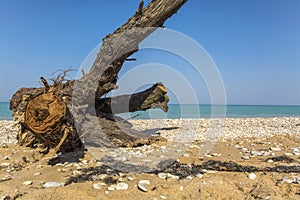 Large snag lies on the beach on sea dackground.