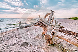 Large snag lying on the beach in the foreground on the Kinburg Spit peninsula, with a bright sun setting over the moraine in the