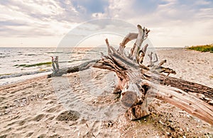 Large snag lying on the beach in the foreground on the Kinburg Spit peninsula, with a bright sun setting over the moraine in the