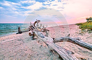 Large snag lying on the beach in the foreground on the Kinburg Spit peninsula, with a bright sun setting over the moraine in the