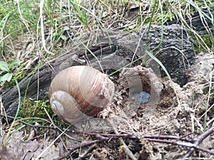 large snail akhatina laid eggs in an earthen hole. snail eggs