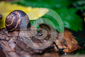 A large snail on the bark of a tree. Photo in the wild. Burgudian, grape or Roman edible snail from the Helicidae family