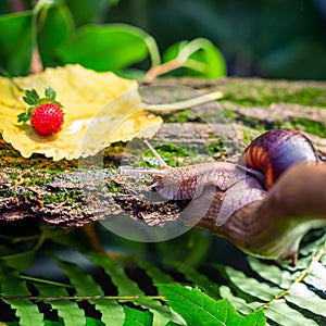 A large snail on the bark of a tree. Photo in the wild. Burgudian, grape or Roman edible snail from the Helicidae family