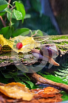 A large snail on the bark of a tree. Photo in the wild. Burgudian, grape or Roman edible snail from the Helicidae family