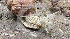Large snail closeup macro view