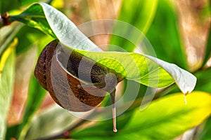 A large snail is crawling along a green leaf