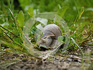 Large snail crawling in the grass