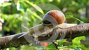 A large snail crawling on a tree branch.
