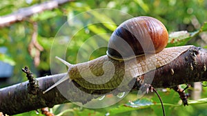 A large snail crawling on a tree branch.