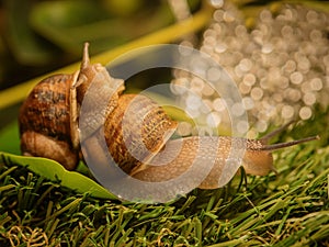 Large snail is dragging another snail